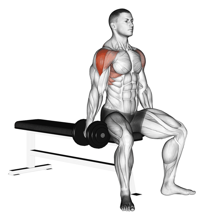 Demonstration of the dumbbell seated lateral raise