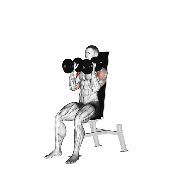 Demonstration of the dumbbell seated shoulder press (parallel grip)