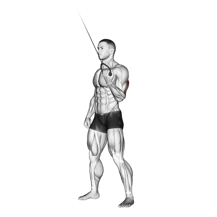 Demonstration of the cable standing one arm triceps extension