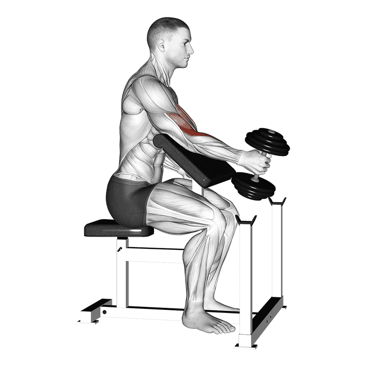 Demonstration of the dumbbell one arm hammer preacher curl