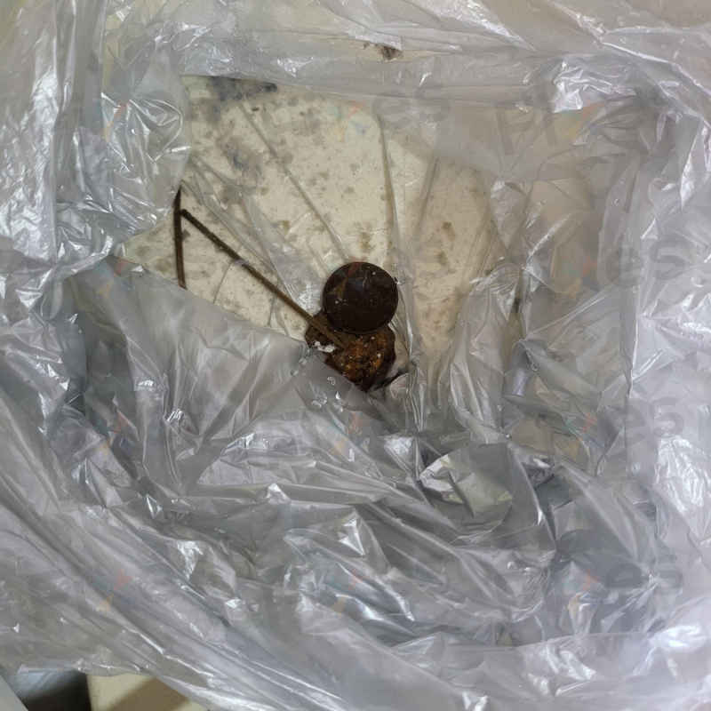 當硬幣遇上牙籤：西門子洗衣機出E36的排水大冒險 🕵️