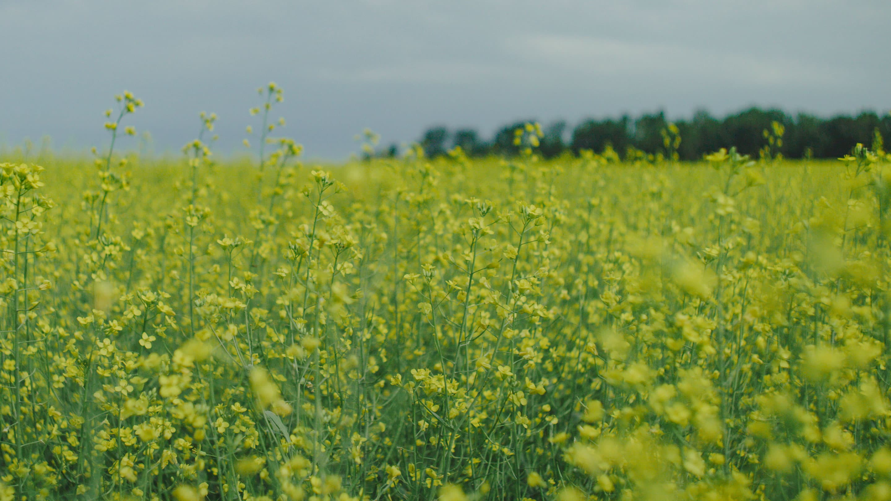 Wisconsin canola