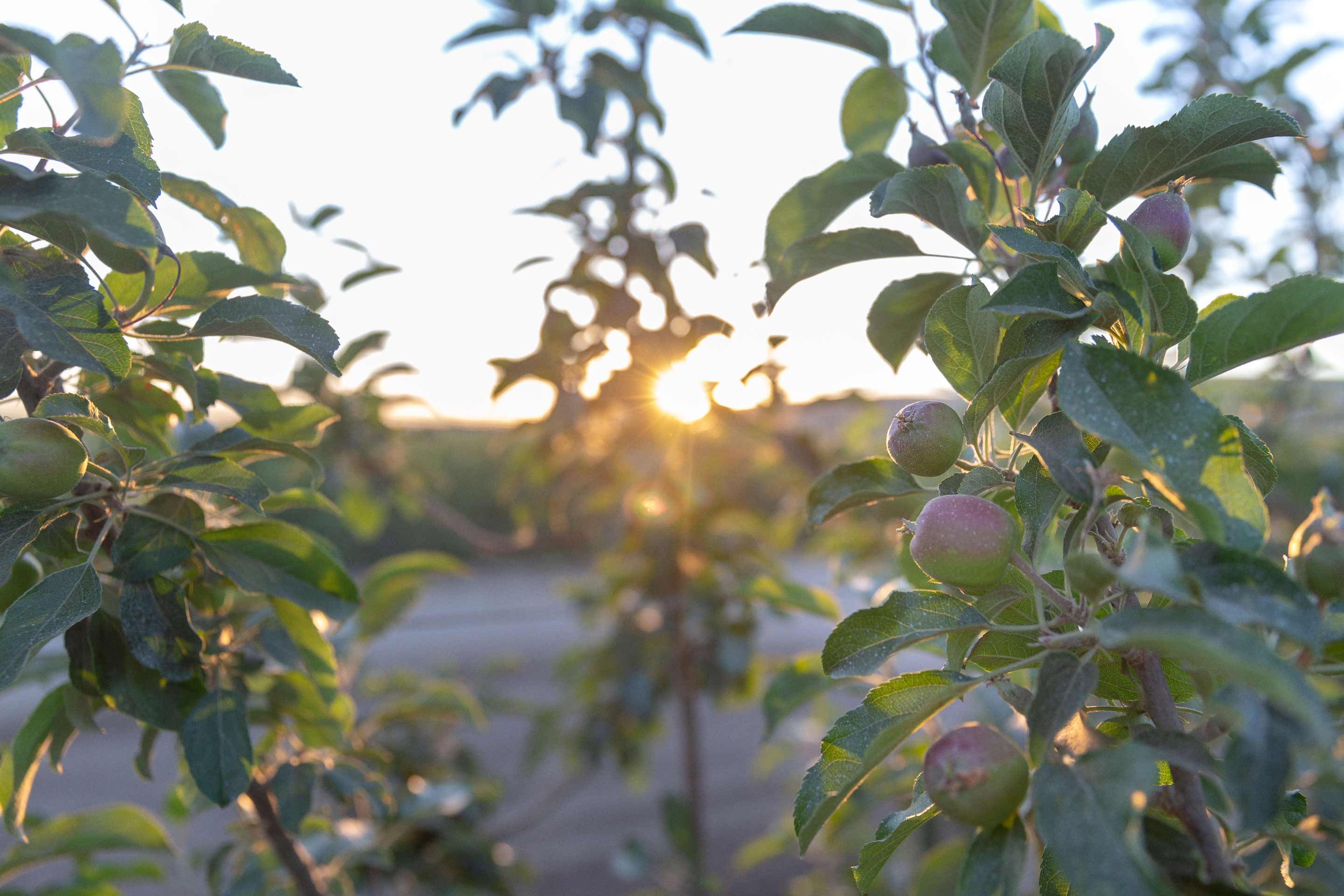 Fall Line microclimate farming