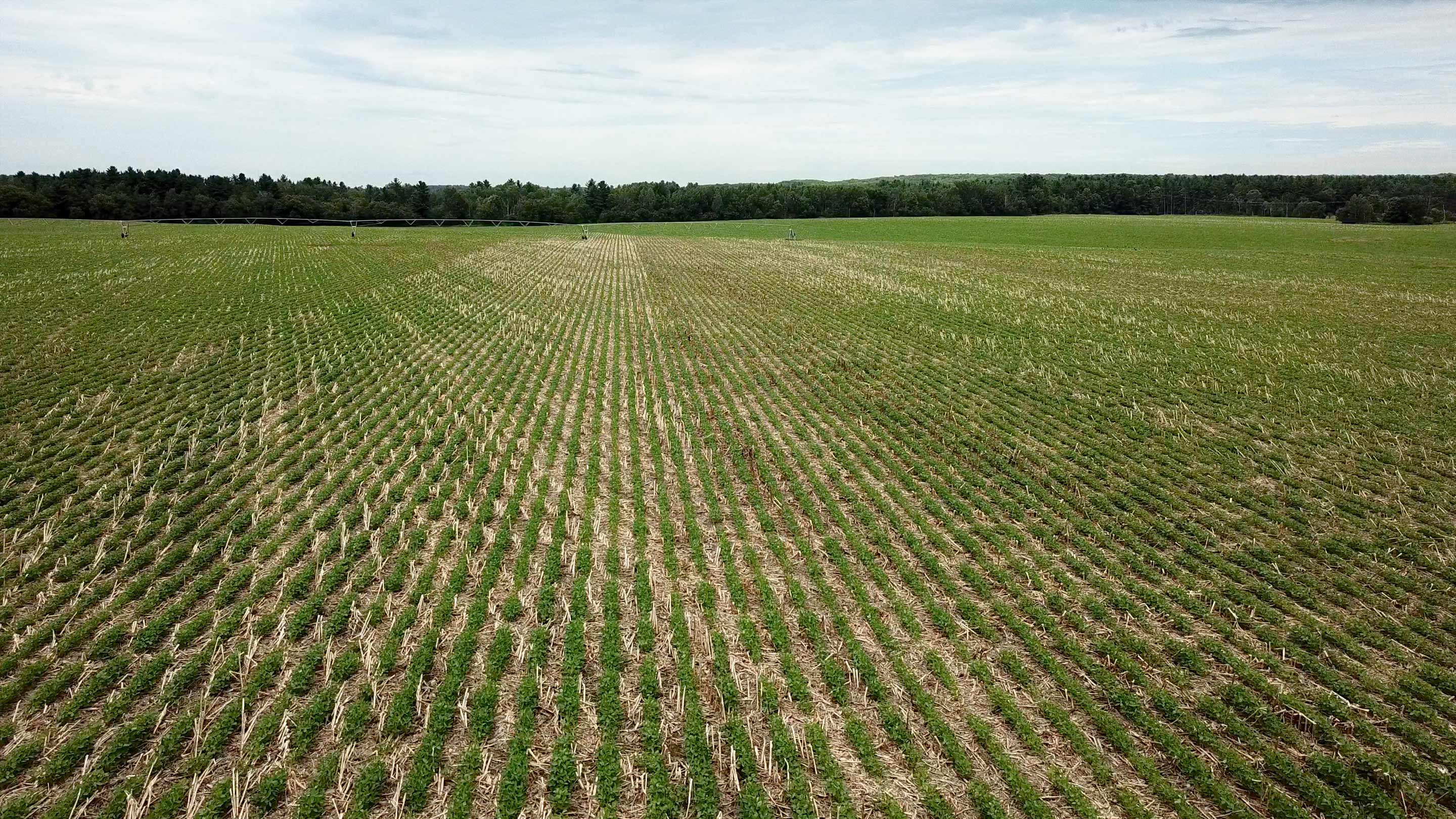 Photo of no till field