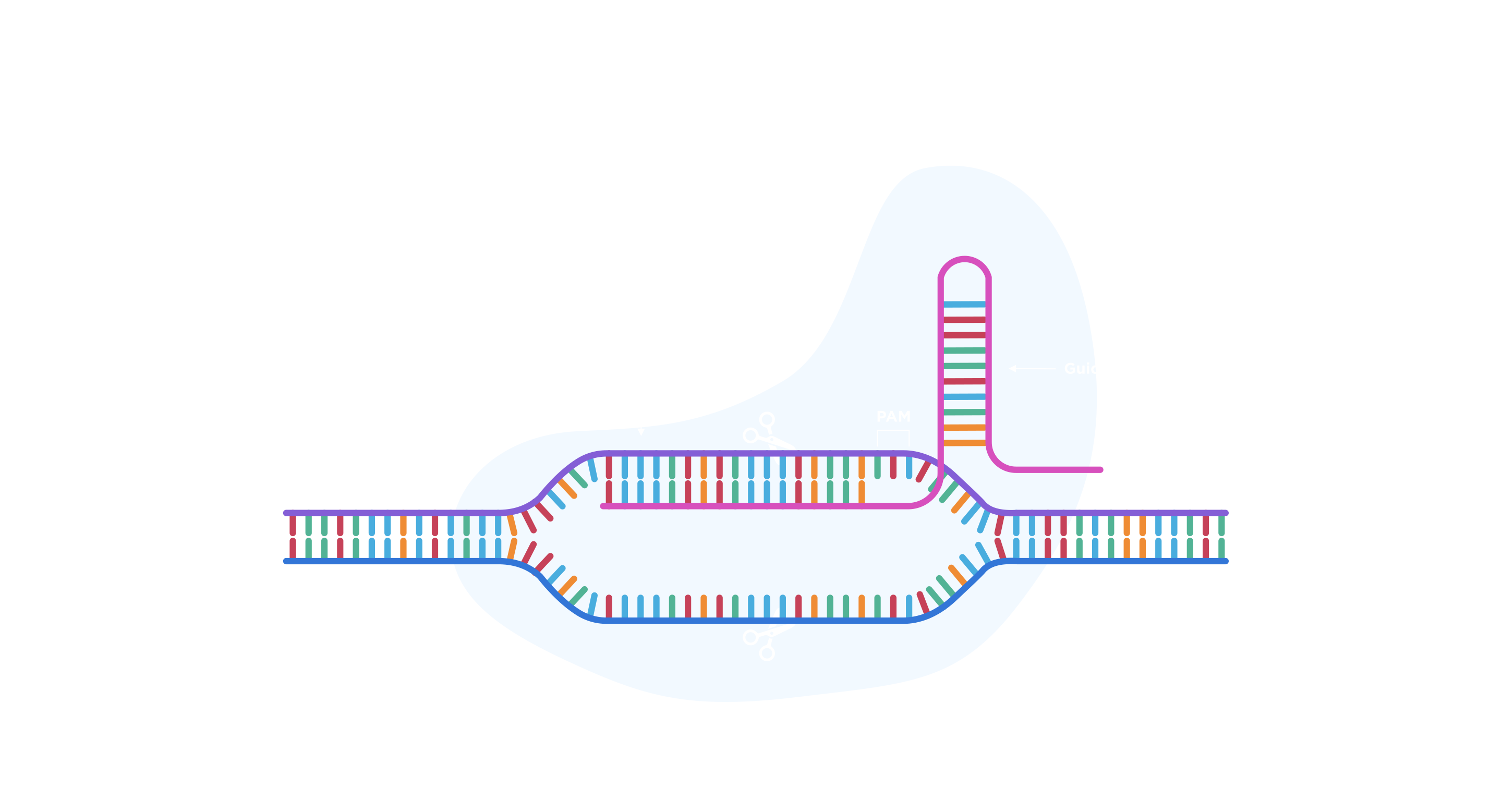 Massive crossover suppression by CRISPR–Cas-mediated plant