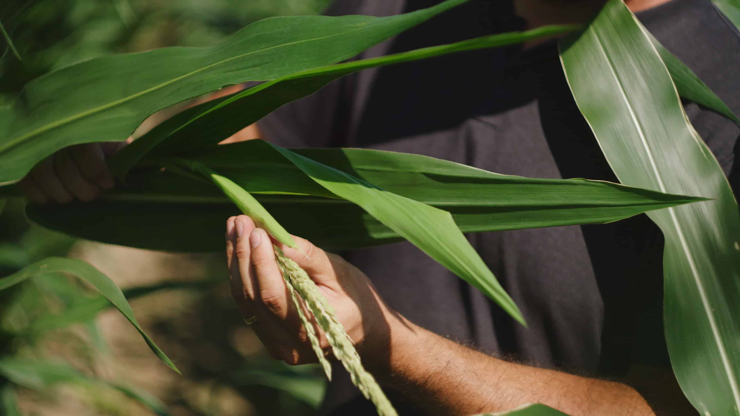 Climate change could decimate corn crop – study