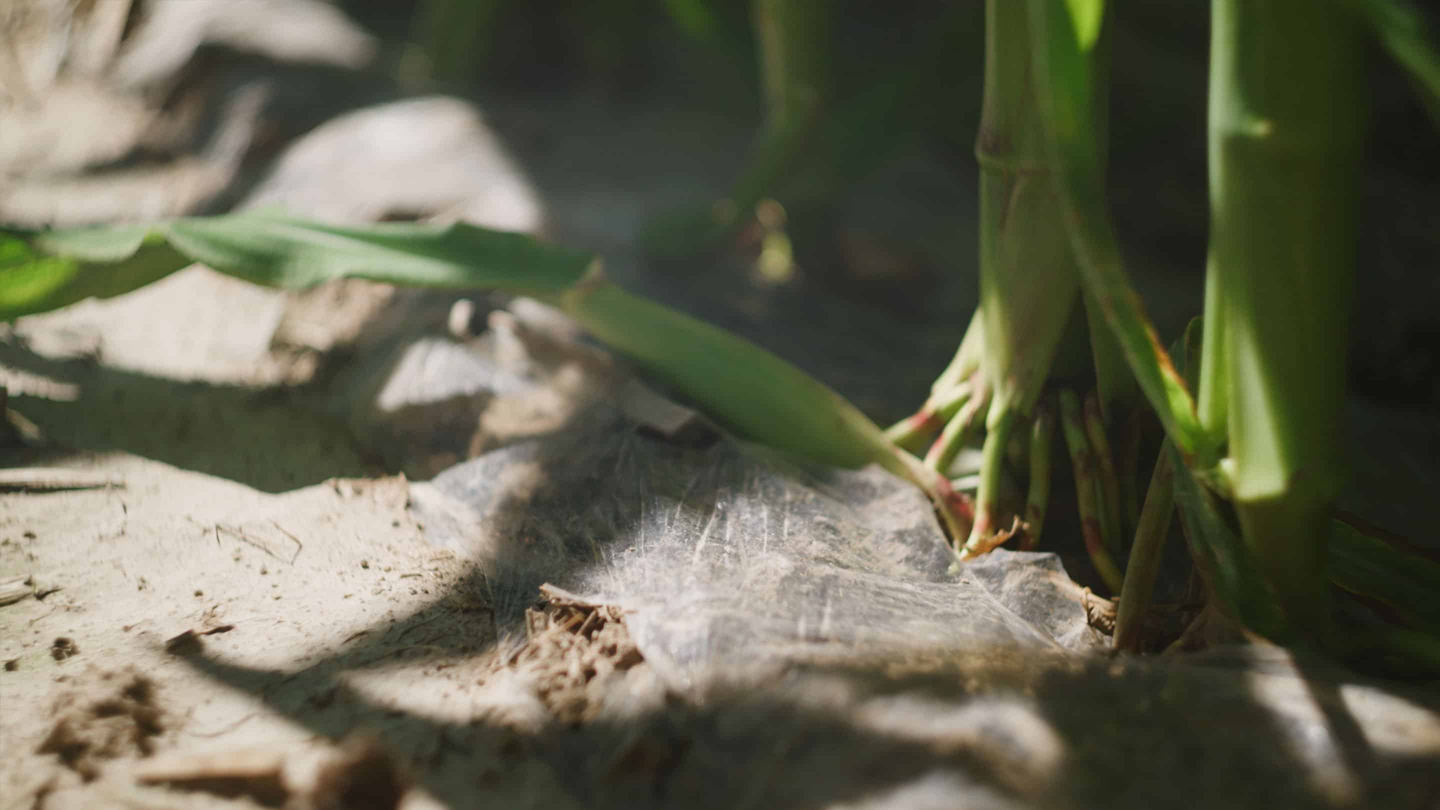 Fall Line biodegradable mulch film