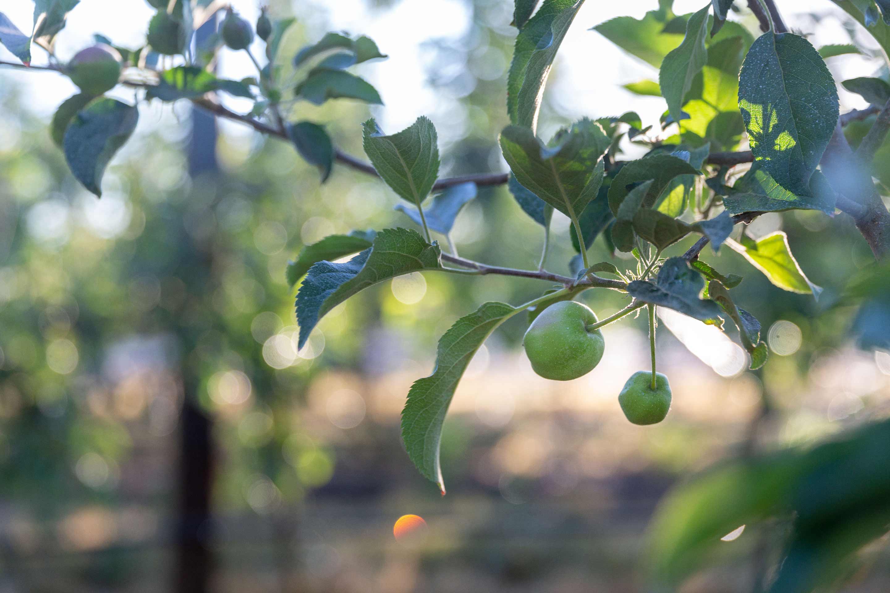 Fall Line microclimate farming