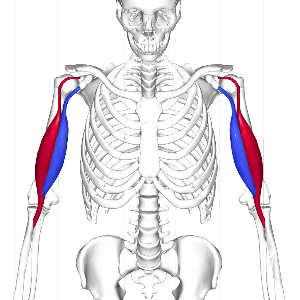 Showing the Bicep Muscles and bones attached to them