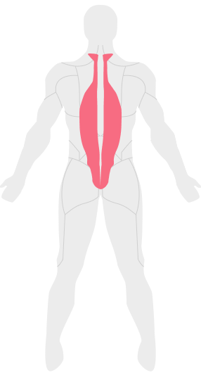 Spinal Erectors