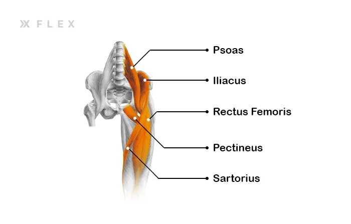 The main hip flexor muscles