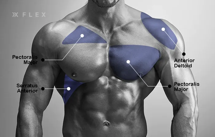 The major muscles of the chest