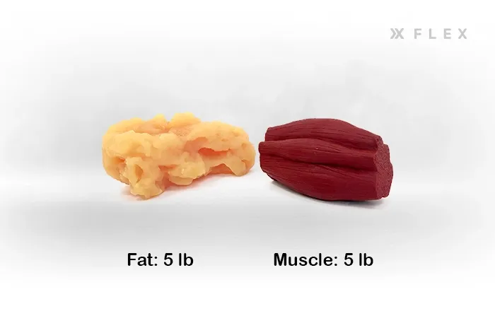 5 Pounds of Fat vs. Muscle