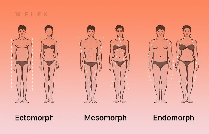 Diagram showing endomorph, ectomorph and mesomorph body types