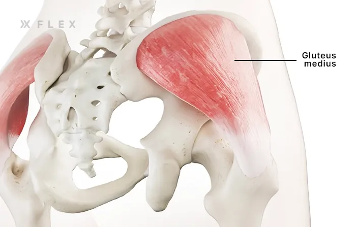 Gluteus-Medius-muscle