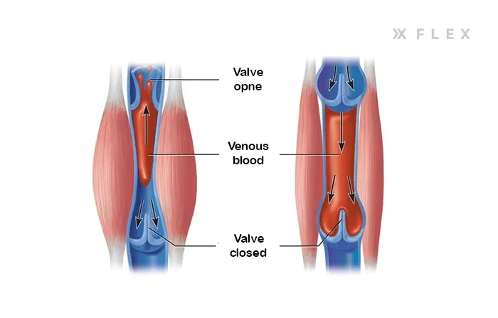 The muscles with vs. without a pump, showing the increase in size from water and how the pump promotes blood flow.
