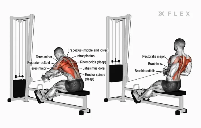 muscles worked - Cable row