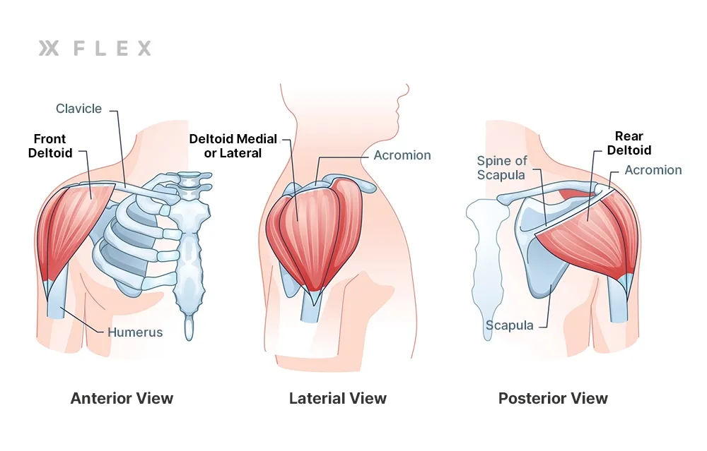 Deltoid Muscle Group