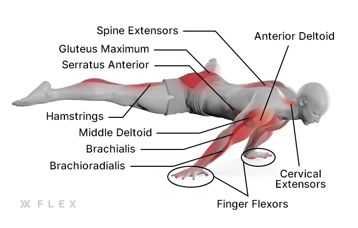 Diagram of muscles working in a full planche