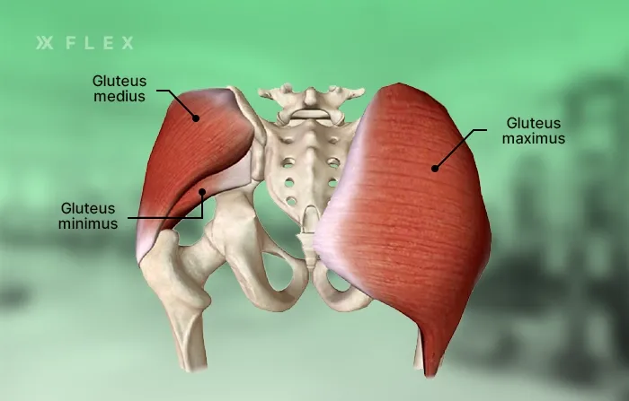 Gluteal muscles