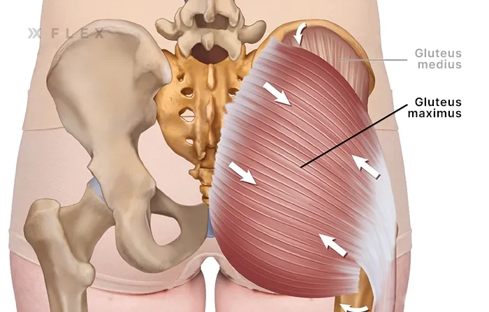 Gluteus Maximus muscle