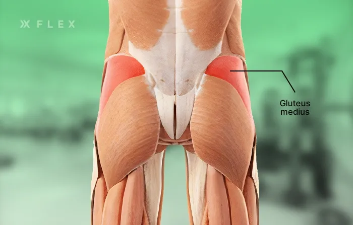 Gluteus medius anatomy