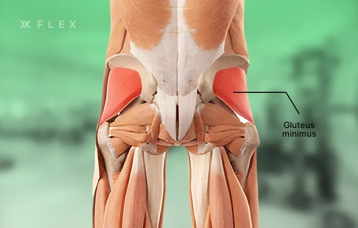 Gluteus minimus anatomy