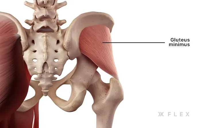 Gluteus Minimus muscle