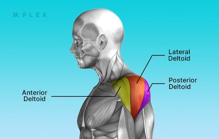 Shoulder diagram showing the front and back deltoid muscles