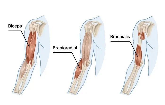 The brachialis and brachioradialis elbow flexors