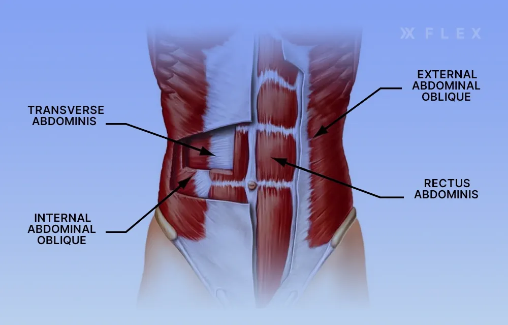 Rectus abdominis and the internal and external obliques