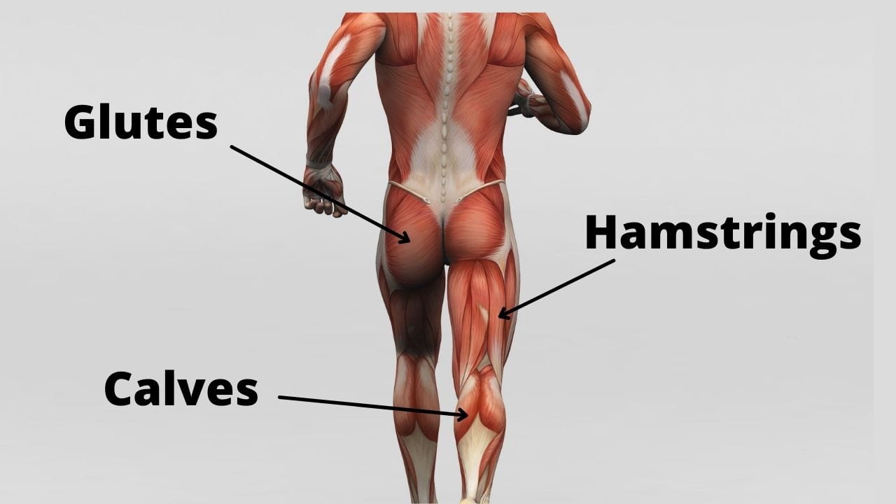 Glutes, hamstrings, and calves