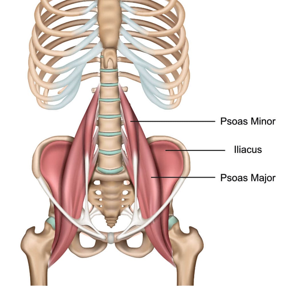 The psoas minor, psoas major, and iliacus muscles