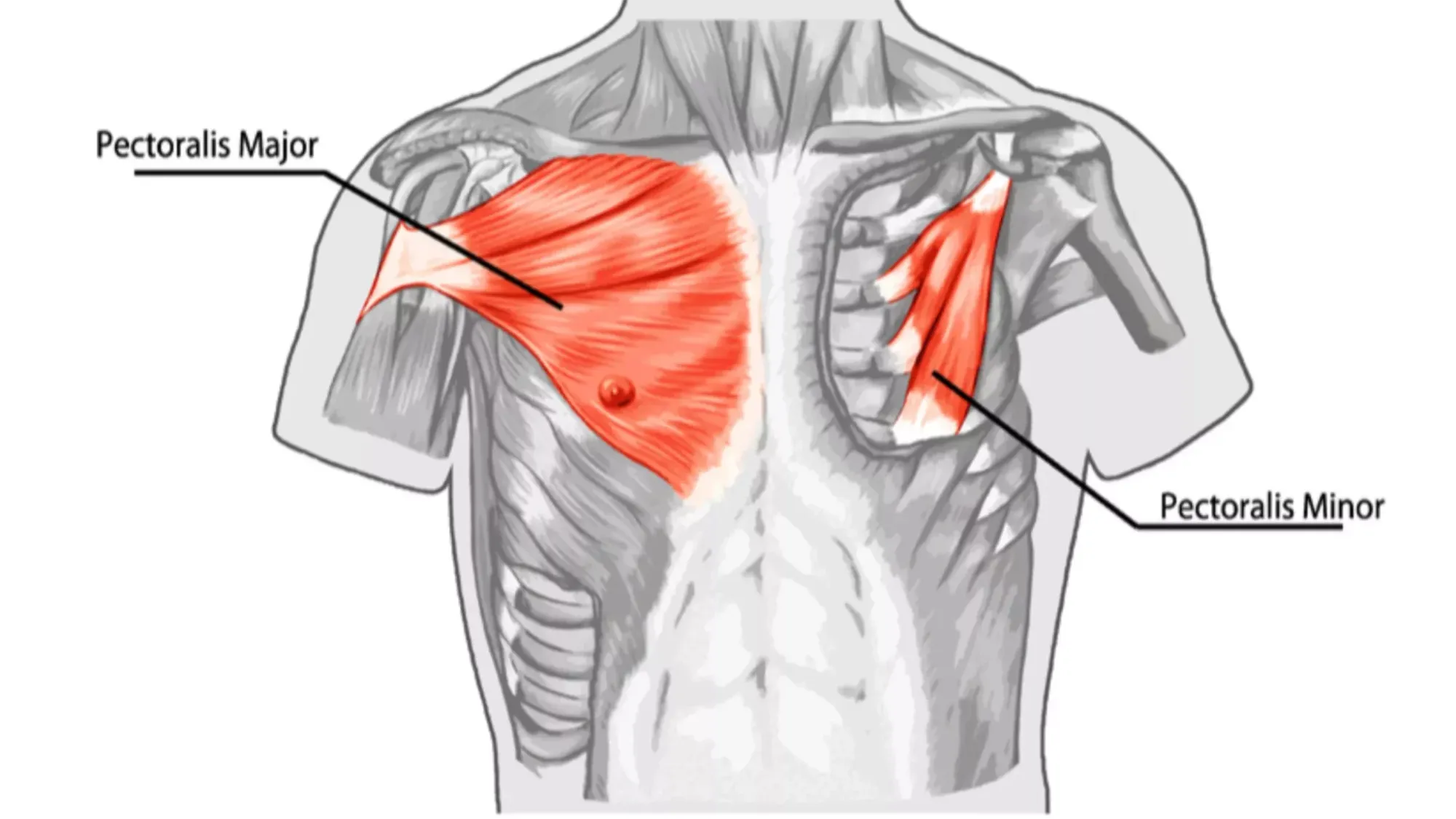 The pectoral muscles