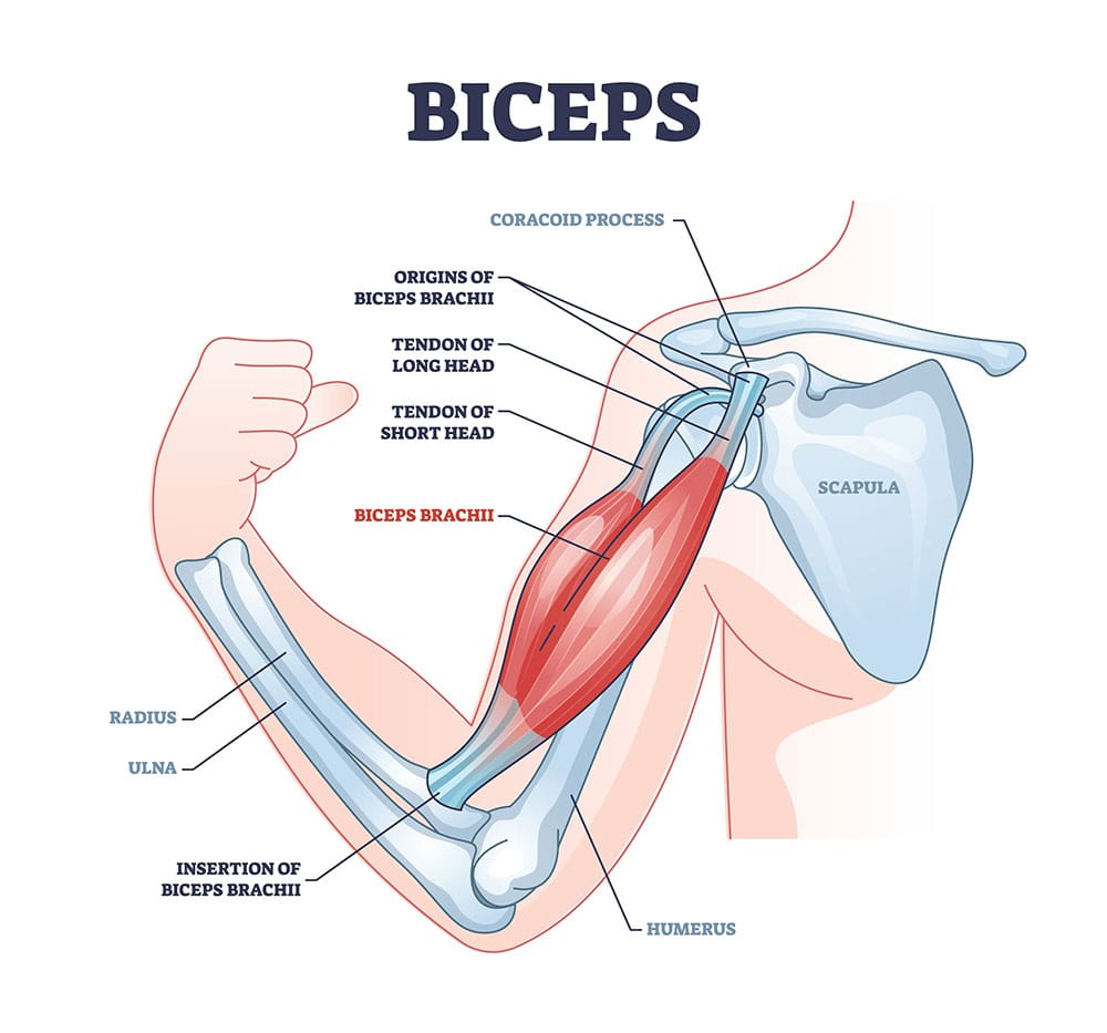 Bicep anatomy