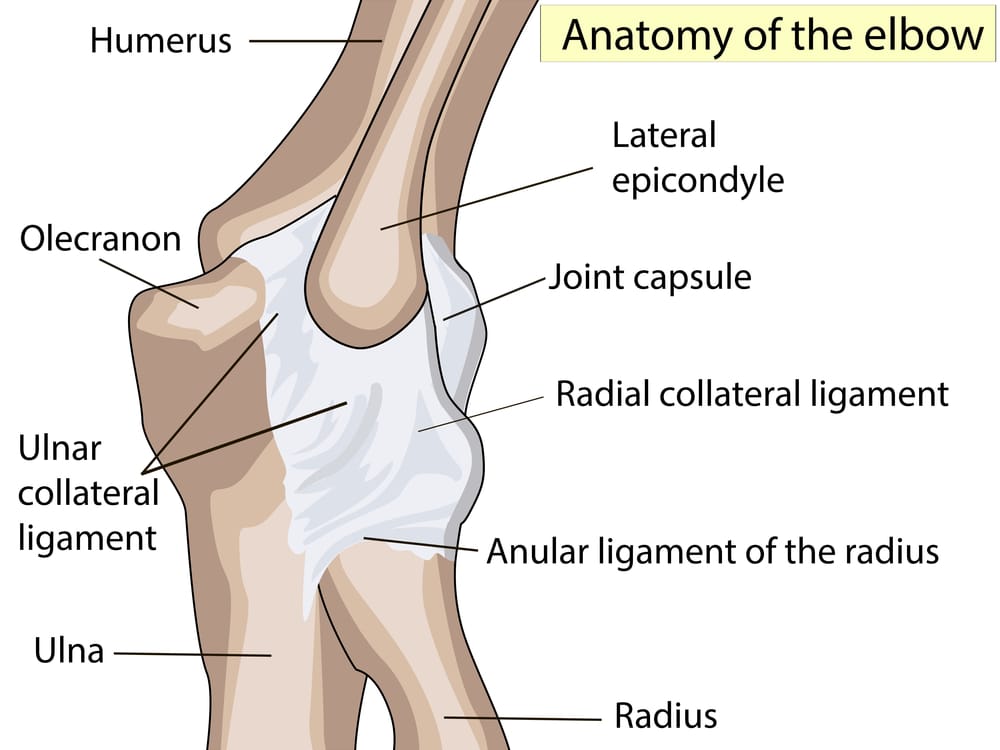 Elbow anatomy