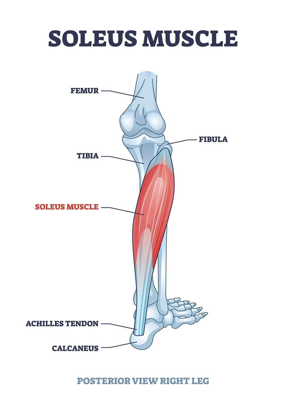 Soleus muscle