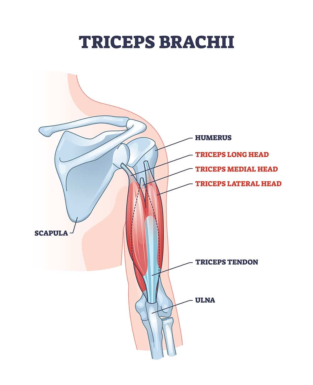 Triceps Muscle