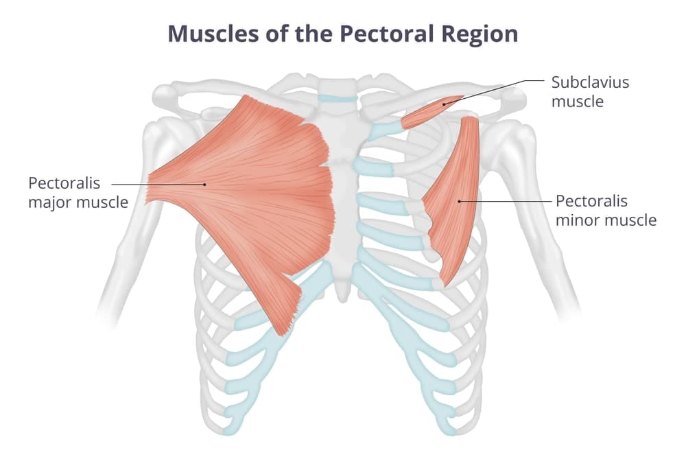 Chest muscles