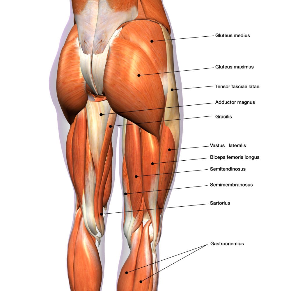 Hamstring and glute muscles