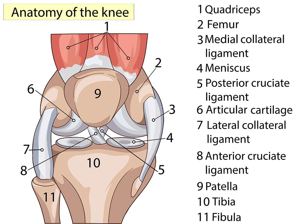 Knee-joint