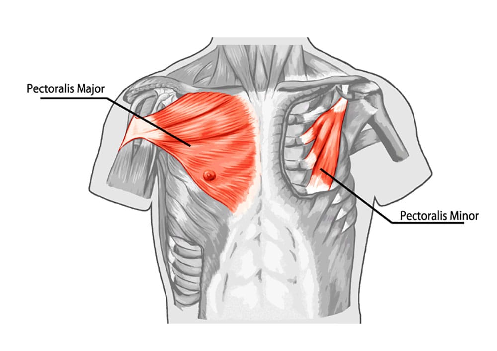 Pectoralis major and minor