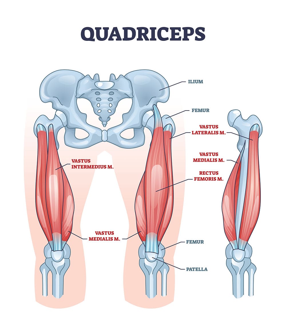 Quad anatomy