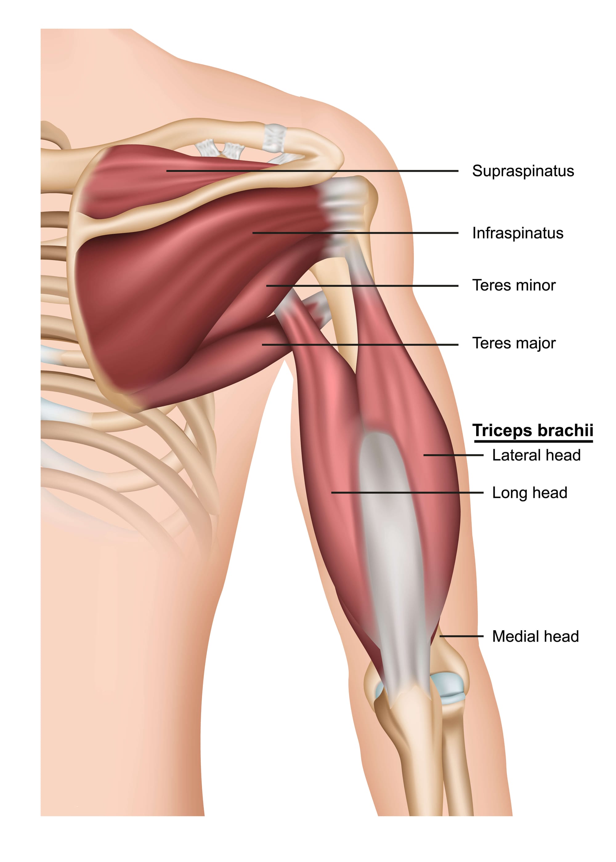 Triceps heads and surrounding muscles