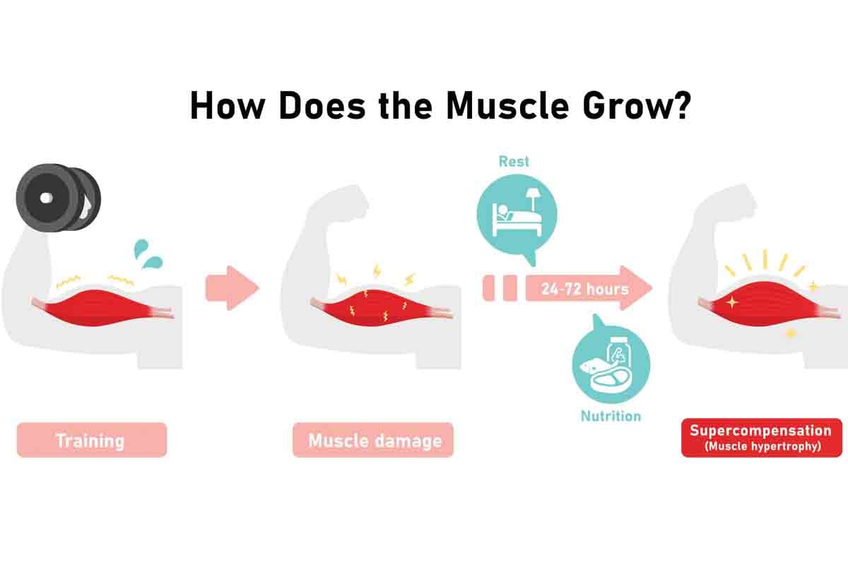 how do muscles grow