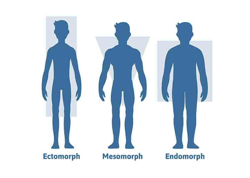 Ectomorph, mesomorph and endomorph body types.