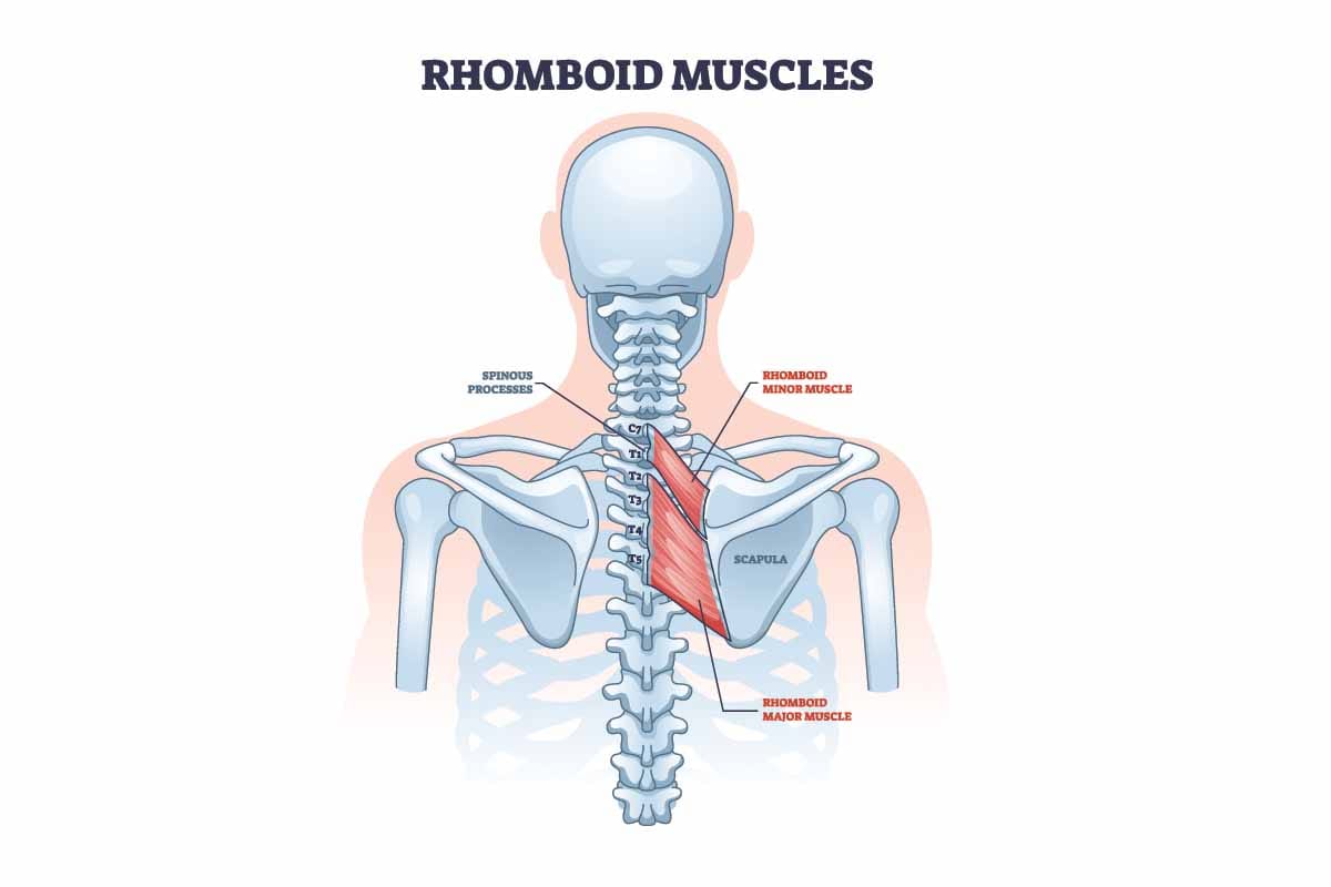 Rhomboids muscle