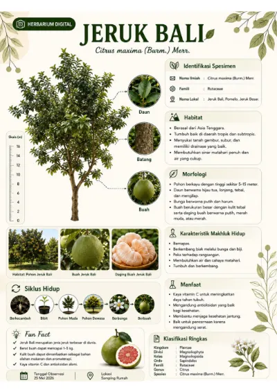 Laporan Observasi Pohon Jeruk Bali cover