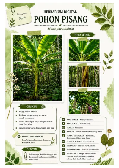Herbarium Digital Pohon Pisang cover