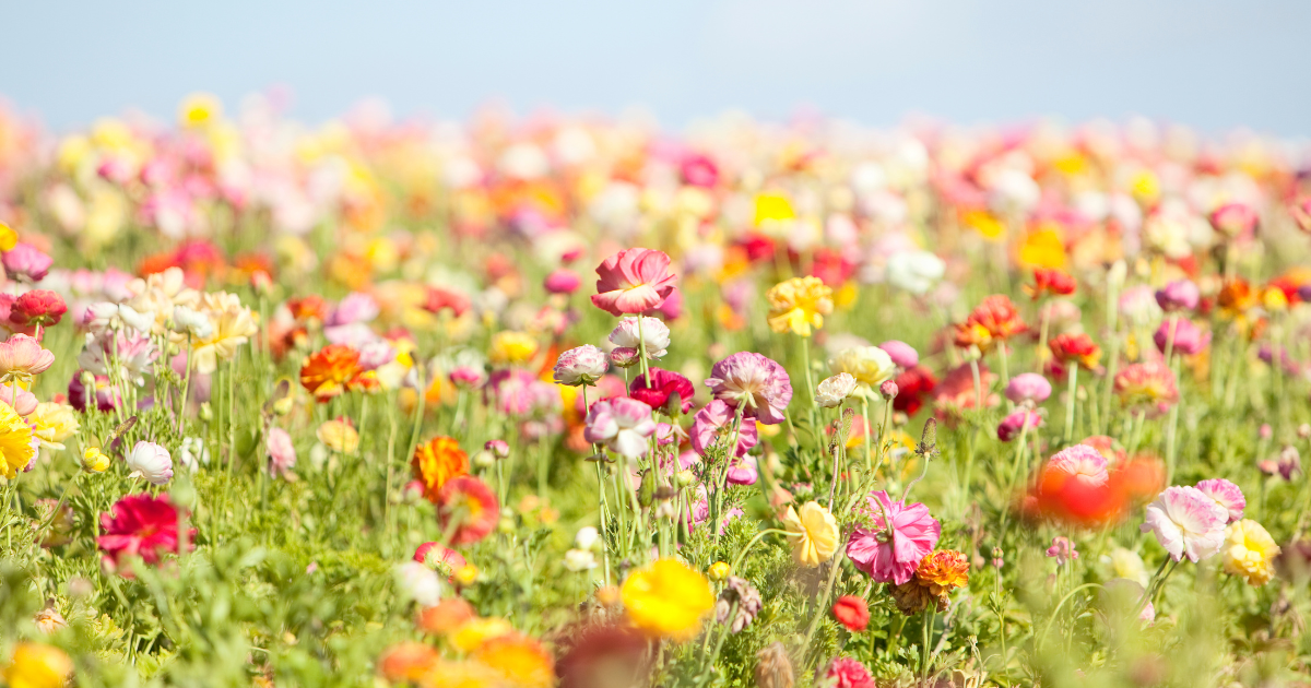 10 Flowers That Bloom in Spring